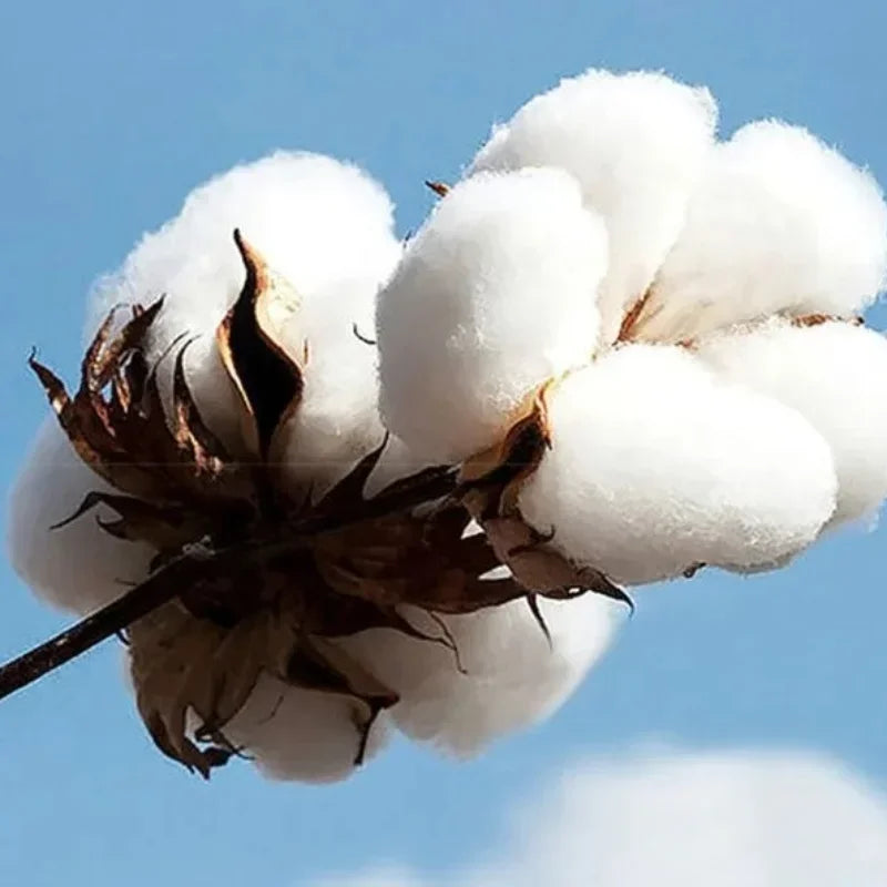 2026 Summer UFC Charles Oliveira Fighting Graphic T-shirt Women Sports Cotton Short Sleeve Loose Leisure Fitness Shirt Unisex